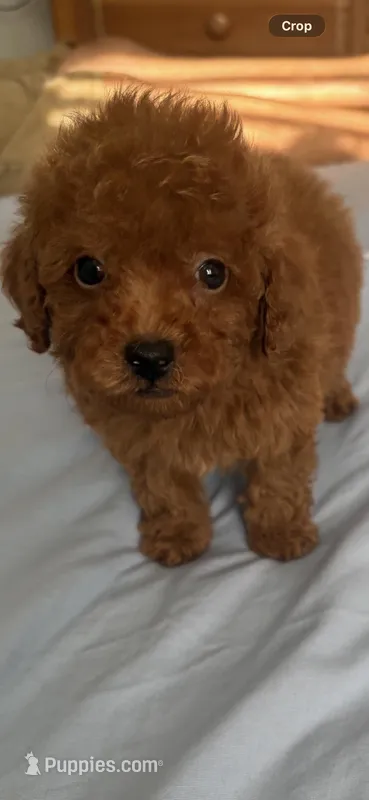 Luca AKC – Poodle - Toy  puppy for sale in Miami, FL