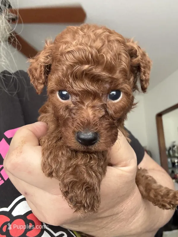 Mimi AKC – Poodle - Toy  puppy for sale in Miami, FL
