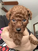 Mimi AKC, a female Poodle - Toy  for sale in Miami, FL – 3 of 3