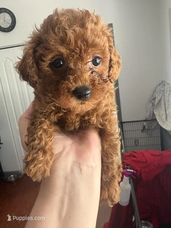 Mimi AKC – Poodle - Toy  puppy for sale in Miami, FL