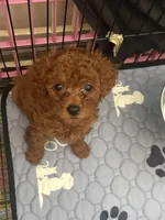 Mimi AKC, a female Poodle - Toy  for sale in Miami, FL – 2 of 3