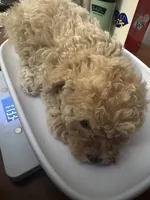 Bella AKC ( Tcup ), a female Poodle - Toy  for sale in Miami, FL – 7 of 10