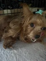 Princes, a female Yorkshire Terrier and Poodle - Toy  for sale in Miami, FL – 6 of 9