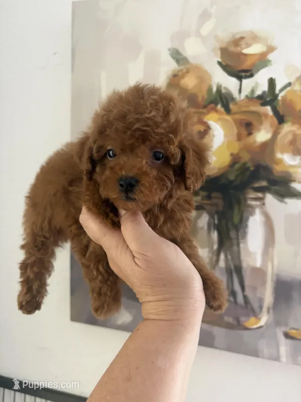 Pepe AKC – Poodle - Toy  puppy for sale in Miami, FL