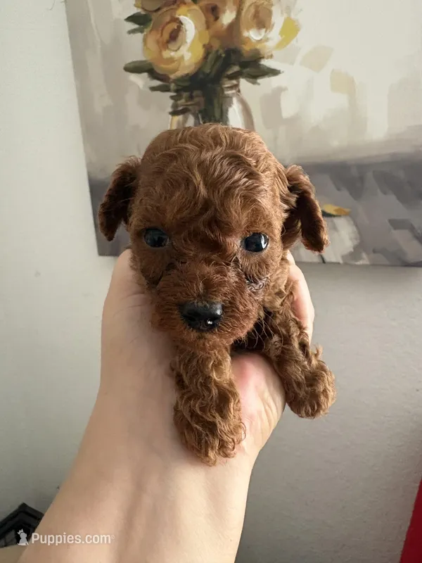 Pepe AKC – Poodle - Toy  puppy for sale in Miami, FL