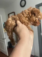 Princes, a female Yorkshire Terrier and Poodle - Toy  for sale in Miami, FL – 3 of 9