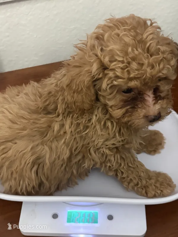 Rick AKC – Poodle - Toy  puppy for sale in Miami, FL