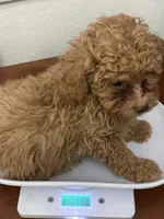 Rick AKC, a male Poodle - Toy  for sale in Miami, FL – 5 of 9