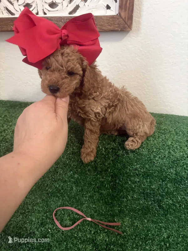 Lily Akc – Poodle - Toy  puppy for sale in Miami, FL