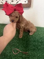 Lily Akc, a female Poodle - Toy  for sale in Miami, FL – 1 of 5