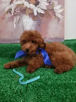 Robbie AKC, a male Poodle - Toy  for sale in Miami, FL – 3 of 8