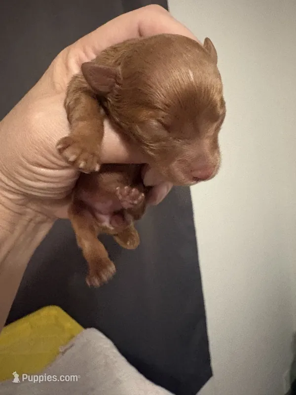 Princess  – Yorkshire Terrier puppy for sale in Miami, FL