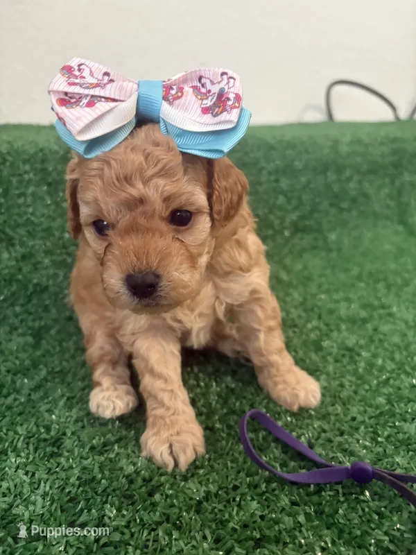 Mary AKC – Poodle - Toy  puppy for sale in Miami, FL