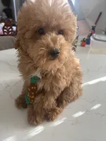 Rocky AKC , a male Poodle - Toy  for sale in Miami, FL – 2 of 9