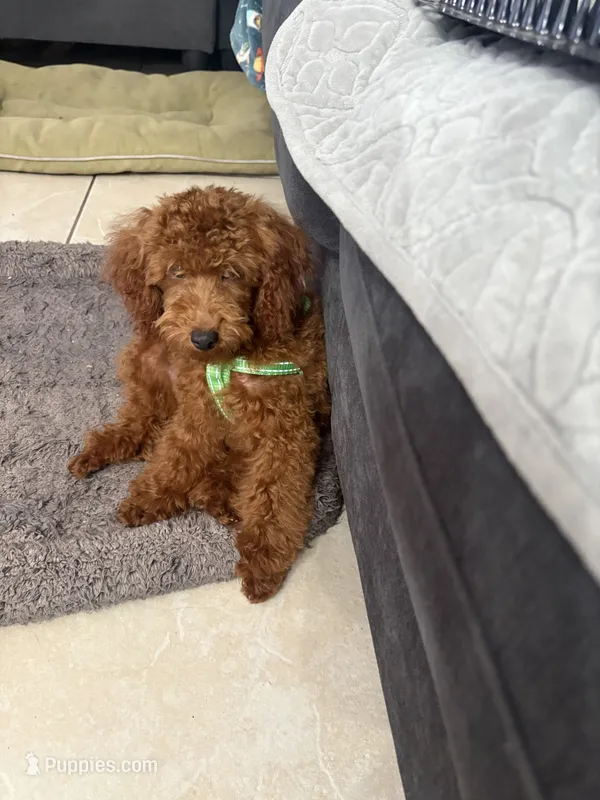 Charlie AKC – Poodle - Toy  puppy for sale in Miami, FL