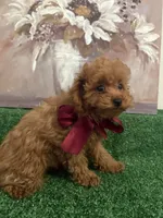 Milo AKC, a male Poodle - Toy  for sale in Miami, FL – 4 of 9