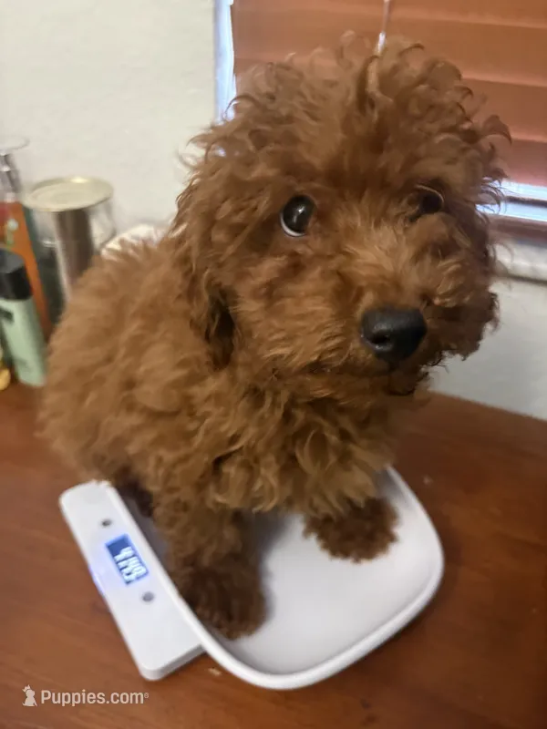 Charlie AKC – Poodle - Toy  puppy for sale in Miami, FL