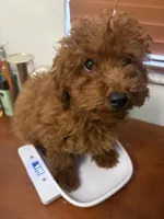 Charlie AKC, a male Poodle - Toy  for sale in Miami, FL – 5 of 9