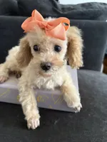 Bella AKC , a female Poodle - Toy  for sale in Miami, FL – 2 of 10