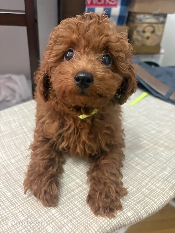 Robbie AKC – Poodle - Toy  puppy for sale in Miami, FL
