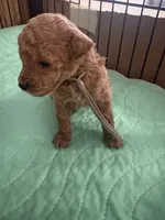 Tony AKC, a male Poodle - Toy  for sale in Miami, FL – 2 of 2