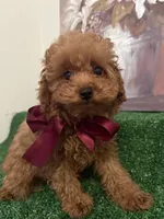 Milo AKC, a male Poodle - Toy  for sale in Miami, FL – 2 of 9