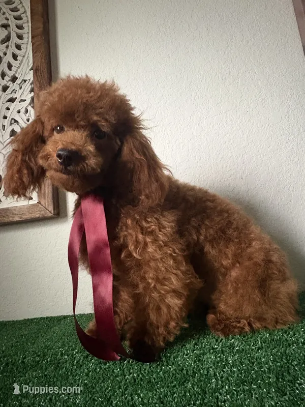 Charlie AKC – Poodle - Toy  puppy for sale in Miami, FL