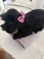 Mary CKC, a female Miniature Schnauzer for sale in Miami, FL – Photo 2 of 8