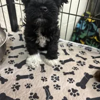 Mary CKC, a female Miniature Schnauzer for sale in Miami, FL – Photo 7 of 8
