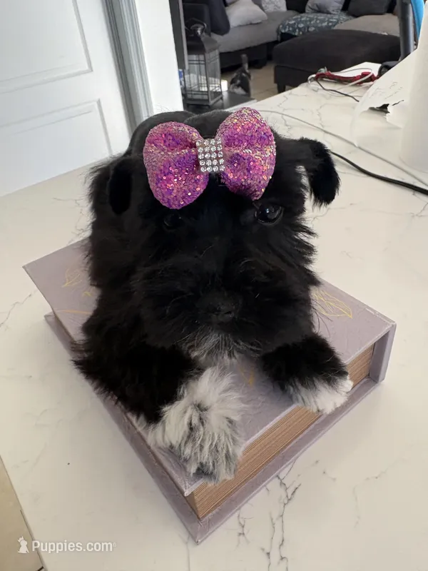 Mary CKC – Miniature Schnauzer puppy for sale in Miami, FL