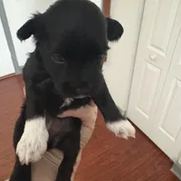 Mary CKC, a female Miniature Schnauzer for sale in Miami, FL – Photo 6 of 8