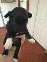 Mary CKC, a female Miniature Schnauzer for sale in Miami, FL – Photo 4 of 4