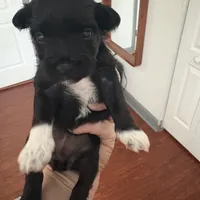 Mary CKC, a female Miniature Schnauzer for sale in Miami, FL – Photo 8 of 8