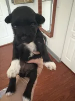 Mary CKC, a female Miniature Schnauzer for sale in Miami, FL – Photo 3 of 4