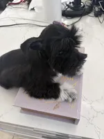 Mary CKC, a female Miniature Schnauzer for sale in Miami, FL – Photo 4 of 8