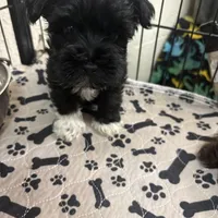 Mary CKC, a female Miniature Schnauzer for sale in Miami, FL – Photo 5 of 8