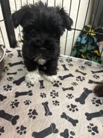 Mary CKC, a female Miniature Schnauzer for sale in Miami, FL – Photo 1 of 4