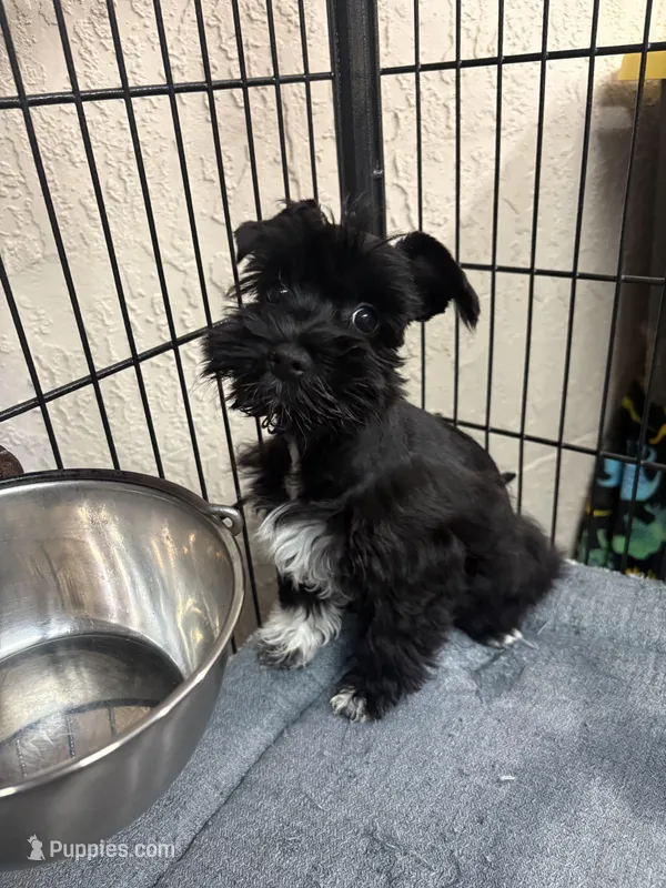 Mary CKC – Miniature Schnauzer puppy for sale in Miami, FL