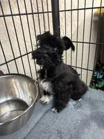 Mary CKC, a female Miniature Schnauzer for sale in Miami, FL – Photo 1 of 8