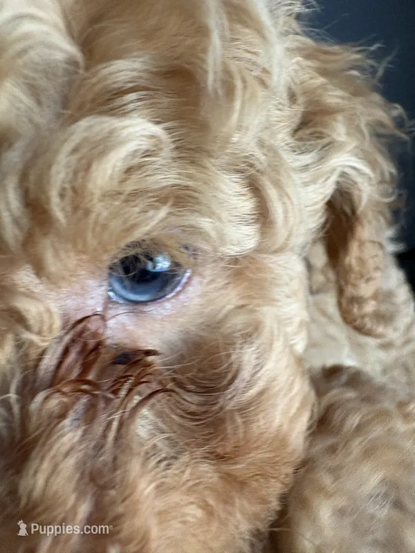 Rick AKC – Poodle - Toy  puppy for sale in Miami, FL