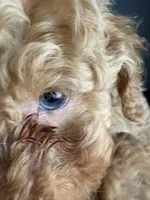 Rick AKC, a male Poodle - Toy  for sale in Miami, FL – 6 of 9