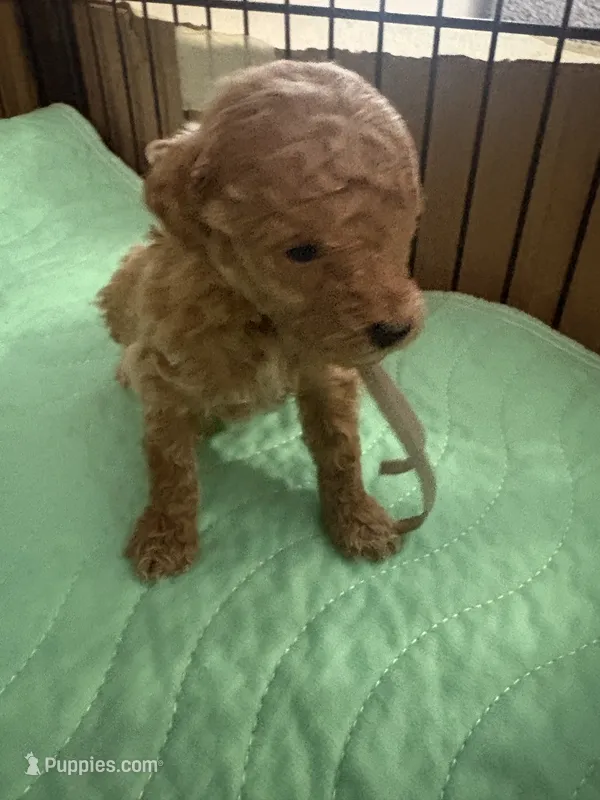 Tony AKC – Poodle - Toy  puppy for sale in Miami, FL