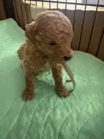 Tony AKC, a male Poodle - Toy  for sale in Miami, FL – 1 of 2