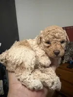 Bella, a female Poodle - Toy  for sale in Miami, FL – 2 of 9