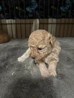 Bella, a female Poodle - Toy  for sale in Miami, FL – 5 of 9