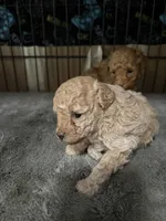 Bella, a female Poodle - Toy  for sale in Miami, FL – 4 of 9