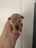 Bella, a female Poodle - Toy  for sale in Miami, FL – 7 of 9
