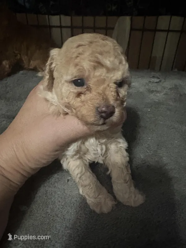 Bella – Poodle - Toy  puppy for sale in Miami, FL