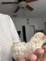 Bella, a female Poodle - Toy  for sale in Miami, FL – 9 of 9
