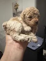 Bella, a female Poodle - Toy  for sale in Miami, FL – 3 of 9